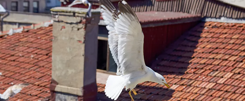 Residential Chimney Animal Removal Solution in Falls Church, NC